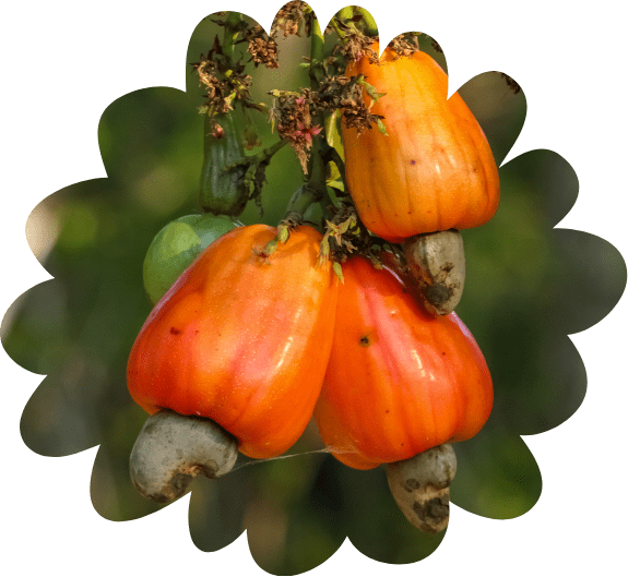 Vi har plantet over 150 000 nye cashewtrær.